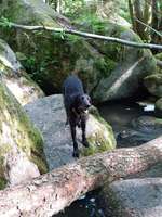 Hundeauslaufgebiet-Naturschutzgebiet Hölle-Bild