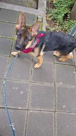 Schäferhund schau 1.Fcn Stadion-Beitrag-Bild