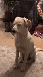 Giardien Erfahrungen-Beitrag-Bild