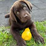 Ersteller:in Tya Profilbild