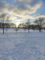 Hundeauslaufgebiet-Hundewiese an der Promenade-Bild