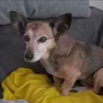 Suchmeldung-Bella-Bild