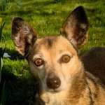 Suchmeldung-Bella-Bild