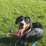 Halsband oder Geschirr???-Beitrag-Bild