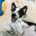 Starkes und häufiges Bellen-Beitrag-Bild