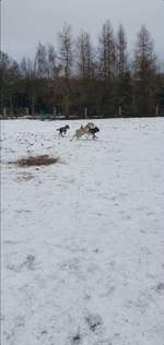 Hundeauslaufgebiet-Lanker See-Bild