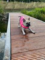 Hundeauslaufgebiet-Twistesee-Bild