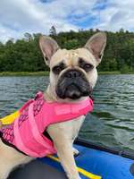 Hundeauslaufgebiet-Twistesee-Bild