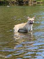 Hundeauslaufgebiet-Wehr Fritzlar-Bild