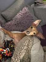 Italienische Windspiele-Beitrag-Bild