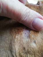 Haarausfall im Gesicht-Beitrag-Bild