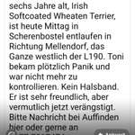 Suchmeldung-Toni-Bild