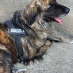 Leine gesucht-Beitrag-Bild