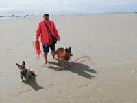 Hundeauslaufgebiet-Hundestrand Sankt-Peter Ording-Bild