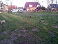 Hundeauslaufgebiet-Gemeinde Park-Bild