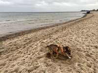 Was tun gegen unkontrolliertes Buddeln im öffentlichen Raum?-Beitrag-Bild