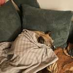 Bauchweh - Hund mag weder fressen noch trinken-Beitrag-Bild