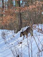 Hund im Tiefschnee-Beitrag-Bild