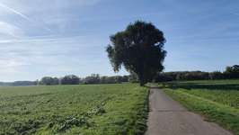 Hundeauslaufgebiet-Leine Feldwege und Wiese-Bild