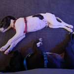 Welche Rasse könnte das sein ?-Beitrag-Bild