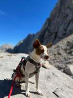 Suchmeldung-Daisy-Bild