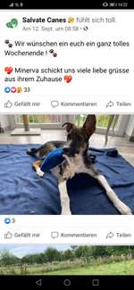 Suche Hundegeschwister aus Rumänien, TV Salvate Canes mit folgenden Ursprungsnamen-Beitrag-Bild