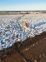 Hundeauslaufgebiet-Wahlener Platte-Bild