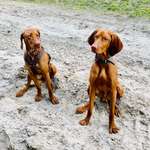 Hundeauslaufgebiet-Truppenübungsplatz-Bild