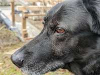 Goodbye, my fellow friend-Beitrag-Bild