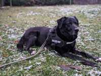 Goodbye, my fellow friend-Beitrag-Bild