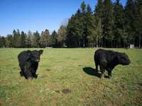 Hundeauslaufgebiet-Brainkhofen-Bild