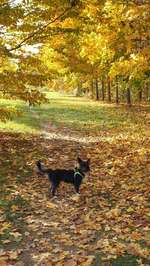 Hundeauslaufgebiet-Buga-Bild