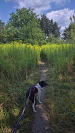 Hundeauslaufgebiet-Hufewiesen-Bild