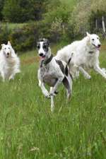 Windhundtreffen - PLZ-Beitrag-Bild