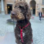 Ersteller:in Kai Profilbild