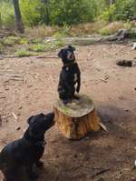 Hundeauslaufgebiet-Hundeplatz Tangstedter Forst-Bild