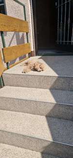 Hund in der Sonne-Beitrag-Bild