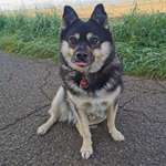 friseur in hannover für Nala gesucht!-Beitrag-Bild