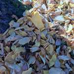 Nachbar entsorgt Müll in unseren Garten.-Beitrag-Bild