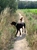 Hundeauslaufgebiet-Mauerweg - Im Roten Dudel/ Mahlow-Bild