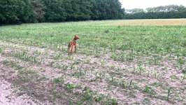 Hundeauslaufgebiet-Mauerweg - Im Roten Dudel/ Mahlow-Bild