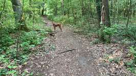 Hundeauslaufgebiet-Mauerweg - Im Roten Dudel/ Mahlow-Bild