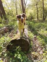 Hundeauslaufgebiet-Borgheeser Wald-Bild