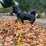 Warmer Regenmantel für Dackelmix gesucht-Beitrag-Bild