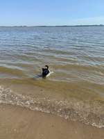 Hundeauslaufgebiet-Bassenfleeth Elbstrand-Bild