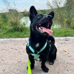 Warmer Regenmantel für Dackelmix gesucht-Beitrag-Bild