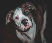 American Bully Gelenke-Beitrag-Bild