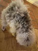 Mein Pomeranian ist komplett Lockig-Beitrag-Bild