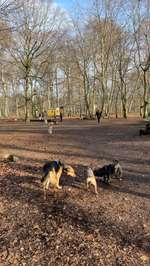 Hundeauslaufgebiet-Volkspark Jungfernheide-Bild