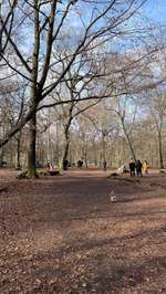Hundeauslaufgebiet-Volkspark Jungfernheide-Bild